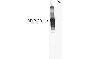 Anti-DRIP-130 Antibody - Immunoprecipitation/Western Blot Anti-DRIP-130 is shown to immunoprecipitate 35S-labeled in vitro translated human DRIP130 (lane 1). (MED23 抗体  (AA 897-916))