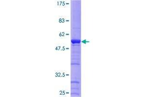 HAUS1 Protein (AA 1-278) (GST tag)