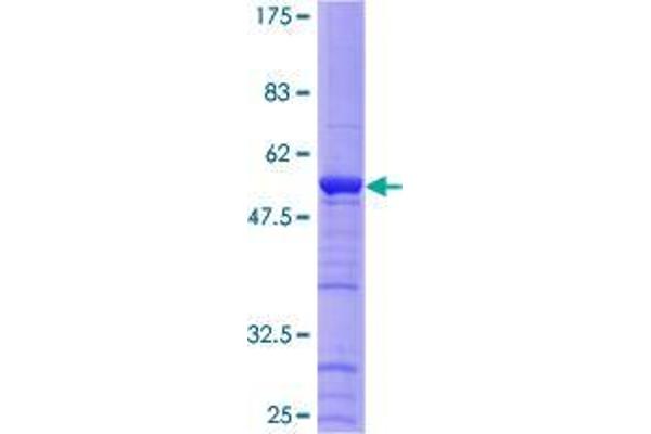 HAUS1 Protein (AA 1-278) (GST tag)