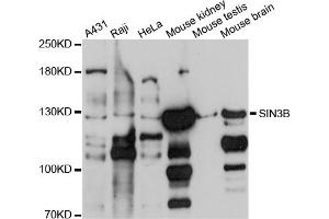 Western blot analysis of extracts of various cell lines, using SIN3B antibody (ABIN4905161) at 1:1000 dilution.