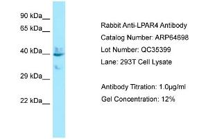 Western Blotting (WB) image for anti-Lysophosphatidic Acid Receptor 4 (LPAR4) (C-Term) antibody (ABIN2789929) (LPAR4 抗体  (C-Term))