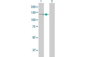 Western Blotting (WB) image for anti-General Transcription Factor II I Repeat Domain-Containing 1 (GTF2IRD1) (AA 431-530) antibody (ABIN564126)