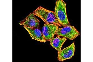 Immunofluorescence analysis of Hela cells using FGF2 mouse mAb (green). (FGF2 抗体  (AA 143-288))