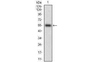 Fig. (CD38 抗体  (AA 43-300))