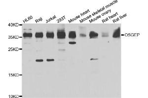 Western blot analysis of extracts of various cell lines, using OSGEP antibody (ABIN5975559) at 1/1000 dilution. (OSGEP 抗体)
