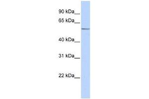 Western Blot showing ZNF682 antibody used at a concentration of 1-2 ug/ml to detect its target protein. (ZNF682 抗体  (Middle Region))
