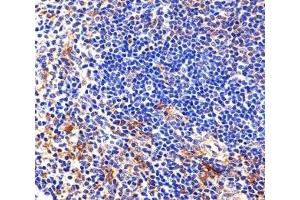Immunohistochemical analysis of paraffin-embedded mouse spleen section using Lyn antibody (LYN 抗体  (AA 229-263))