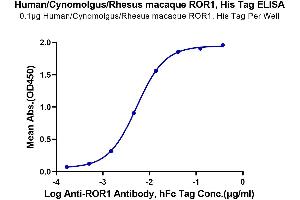 ELISA image for Receptor Tyrosine Kinase-Like Orphan Receptor 1 (ROR1) (AA 30-403) protein (His-Avi Tag) (ABIN7275532)