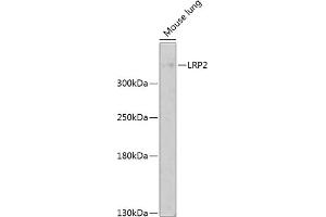Western blot analysis of extracts of mouse lung, using LRP2 antibody (ABIN1680712, ABIN3017881, ABIN3017882 and ABIN6220293) at 1:1000 dilution. (LRP2 抗体  (AA 4446-4655))
