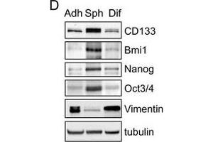 Western Blotting (WB) image for anti-Nanog Homeobox (NANOG) antibody (ABIN2854880)