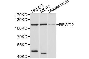 Western blot analysis of extracts of various cell lines, using RFWD2 antibody.