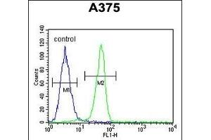BGN Antibody (Center) (ABIN390701 and ABIN2840987) flow cytometric analysis of  cells (right histogram) compared to a negative control cell (left histogram). (Biglycan 抗体  (AA 148-176))