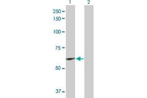 Western Blot analysis of ELN expression in transfected 293T cell line by ELN MaxPab polyclonal antibody. (Elastin 抗体  (AA 1-658))