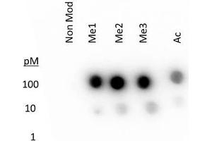 Dot Blot of Rabbit Histone H3 K27 me1-3 Antibody.