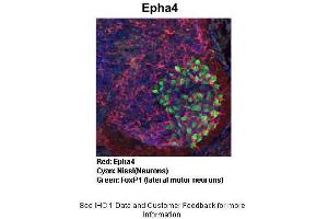 Sample Type : Embryonic mouse spinal cord Primary Antibody Dilution : 1:1000 Secondary Antibody : Anti-rabbit-Cy3 Secondary Antibody Dilution : 1:1000 Color/Signal Descriptions : Red: Epha4 Cyan: Nissl(Neurons) Green: FoxP1 (lateral motor neurons) Gene Name : Epha4 Submitted by : Joshua R. (EPH Receptor A4 抗体  (C-Term))