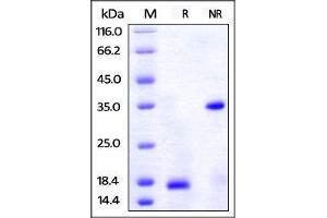SDS-PAGE (SDS) image for Platelet Derived Growth Factor Subunit B (PDGFB) (AA 82-190) (Active) protein (His tag,AVI tag) (ABIN2870687)