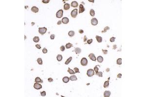 Immunocytochemistry (ICC) image for anti-CD45RO (CD45RO) antibody (ABIN7449553) (CD45RO 抗体)