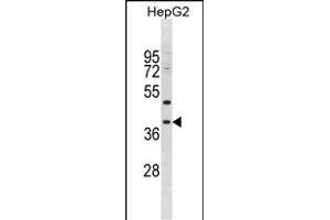 PED1 Antibody (Center) (ABIN1881551 and ABIN2838681) western blot analysis in HepG2 cell line lysates (35 μg/lane). (MPPED1 抗体  (AA 140-168))