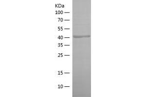 Western Blotting (WB) image for cAMP Responsive Element Binding Protein 1 (CREB1) (AA 1-341) protein (His tag) (ABIN7122112) (CREB1 Protein (AA 1-341) (His tag))