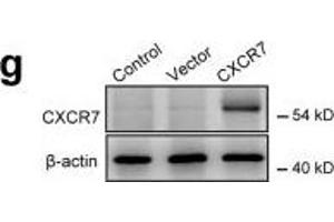 Western Blotting (WB) image for anti-Chemokine (C-X-C Motif) Receptor 7 (CXCR7) antibody (ABIN2857021)