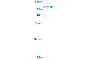 CTP Synthase Protein (CTPS) (AA 1-591) (GST tag)