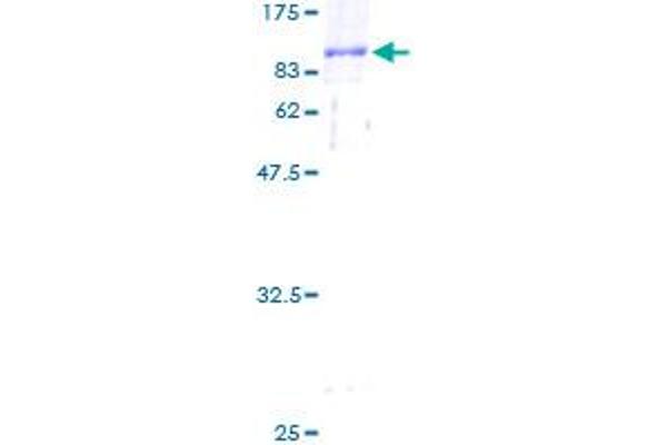 CTP Synthase Protein (CTPS) (AA 1-591) (GST tag)