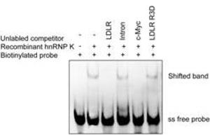 Bioactivity measured with Activity Assay (HNRNPK Protein (Transcript Variant 1) (Myc-DYKDDDDK Tag))