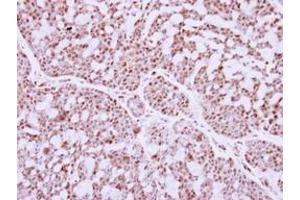 Image no. 1 for anti-Interferon Regulatory Factor 9 (IRF9) (AA 171-393) antibody (ABIN1498905) (IRF9 抗体  (AA 171-393))