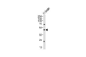 Western blot analysis of lysate from human brain tissue lysate, using ABHD12 Antibody (N-term) (ABIN652851 and ABIN2842551). (ABHD12 抗体  (N-Term))