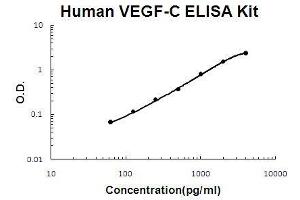 VEGFC ELISA 试剂盒