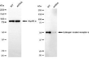 Western blotting analysis using estrogen related receptor alpha antibody (ABIN7798495). (Recombinant ESRRA 抗体)