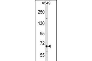 TNFRSF21 Antibody (Center) (ABIN1538355 and ABIN2848926) western blot analysis in A549 cell line lysates (35 μg/lane). (TNFRSF21 抗体  (AA 356-385))