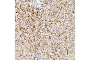 Immunohistochemistry of paraffin-embedded mouse brain using NTF3 antibody (ABIN6290617) (40x lens). (Neurotrophin 3 抗体)