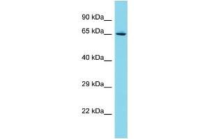 Host: Rabbit Target Name: C19orf44 Sample Type: Jurkat Whole Cell lysates Antibody Dilution: 1. (C19ORF44 抗体  (N-Term))