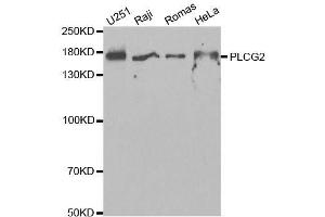 Western blot analysis of extracts of various cell lines, using PLCG2 antibody. (Phospholipase C gamma 2 抗体  (AA 1-300))