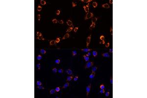 Immunofluorescence (IF) image for anti-TNF Receptor-Associated Protein 1 (TRAP1) (AA 445-704) antibody (ABIN1683134)