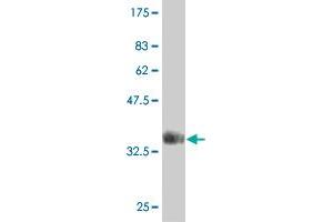 Western Blotting (WB) image for anti-Protein Kinase, AMP-Activated, alpha 2 Catalytic Subunit (PRKAA2) (AA 453-552) antibody (ABIN519168)