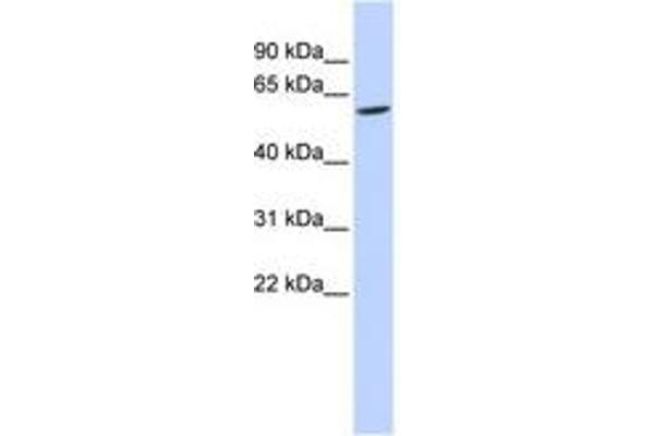 FAM134C 抗体  (AA 36-85)
