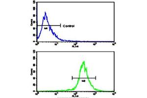 Flow cytometric analysis of WiDr cells using AXL polyclonal antibody (bottom histogram) compared to a negative control cell (top histogram). (AXL 抗体  (N-Term))