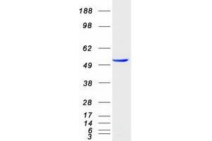 Validation with Western Blot