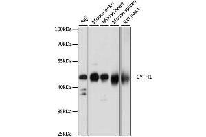 Western blot analysis of extracts of various cell lines, using CYTH1 antibody. (Cytohesin 1 抗体)