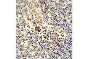 Immunohistochemistry analysis in formalin fixed and paraffin embedded human lymph node reacted with LY6G6C Antibody (C-term) followed which was peroxidase conjugated to the secondary antibody and followed by DAB staining. (LY6G6C 抗体  (C-Term))