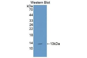 Detection of Recombinant IL13, Canine using Polyclonal Antibody to Interleukin 13 (IL13) (IL-13 抗体  (AA 19-131))