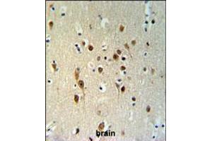 TOX3 Antibody IHC analysis in formalin fixed and paraffin embedded brain tissue followed by peroxidase conjugation of the secondary antibody and DAB staining. (TOX3 抗体  (AA 214-242))