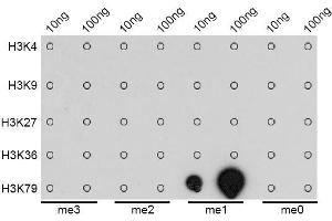 Dot Blot (DB) image for anti-Histone 3 (H3) (H3K79me) antibody (ABIN3023272)