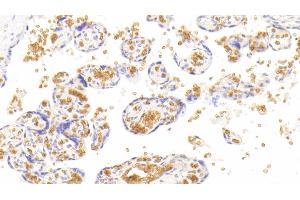 Detection of HBa1 in Human Placenta Tissue using Monoclonal Antibody to Hemoglobin Alpha 1 (HBa1) (HBA1 抗体  (AA 1-142))