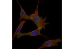 Immunofluorescence analysis of 3T3-L1 cells using FABP2 mouse mAb (green). (FABP2 抗体)
