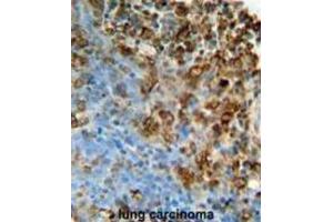 Immunohistochemistry (IHC) image for anti-Inosine Triphosphatase (ITPA) antibody (ABIN3002176) (ITPA 抗体)