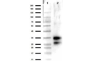 Western Blot results of Rabbit Anti-Deoxyribonuclease 1 Antibody. (DNASE1 抗体)