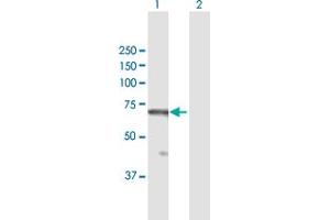 Western Blot analysis of RBBP5 expression in transfected 293T cell line by RBBP5 MaxPab polyclonal antibody. (RBBP5 抗体  (AA 1-538))